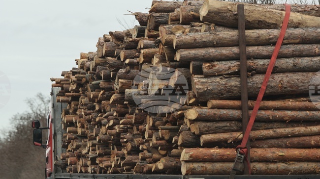 Forum About Missed Benefits, Results of Poor Forest Management Held in Sofia