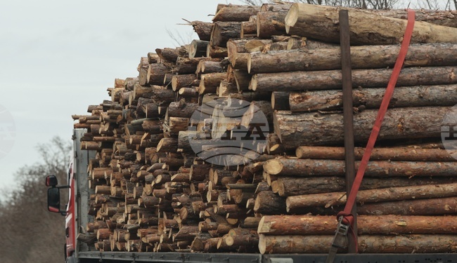 Encroachments in Bulgarian Forest Areas Decreased by More than 60% in 2024