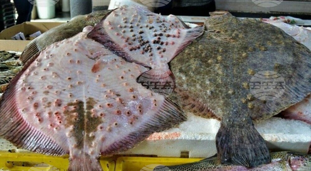 Bulgaria and Romania Raise Annual Turbot Quota 10% to 82.5 Tonnes