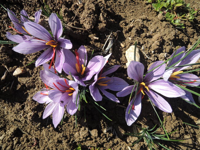 Доц. Катя Узунджалиева: Българската колекция от растителни генетични ресурси в Садово е най-голямата в Югоизточна Европа