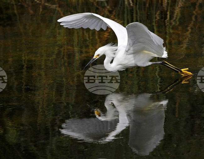 Аджерпрес: Градската ливада Бега в Тимишоара - една "миниатюрна делта", криеща диво биоразнообразие, което чака да бъде открито