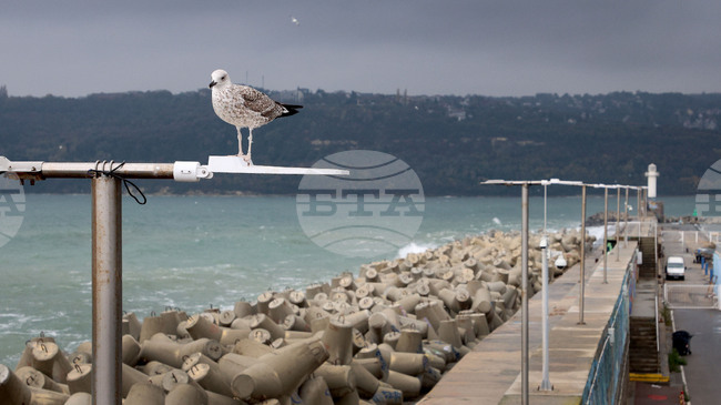 Bulgaria Joins International Initiative for Protection of Marine Mammals