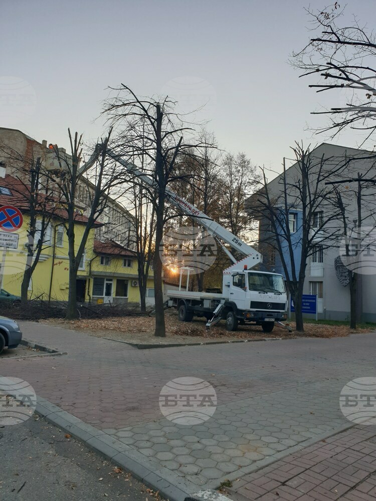 Граждани на Самоков, живеещи в близост до Районното управление, организираха изсичане на изсъхнали клони и дървета
