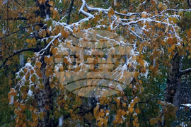 Сняг над столицата