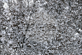 Столица - снеговалежи