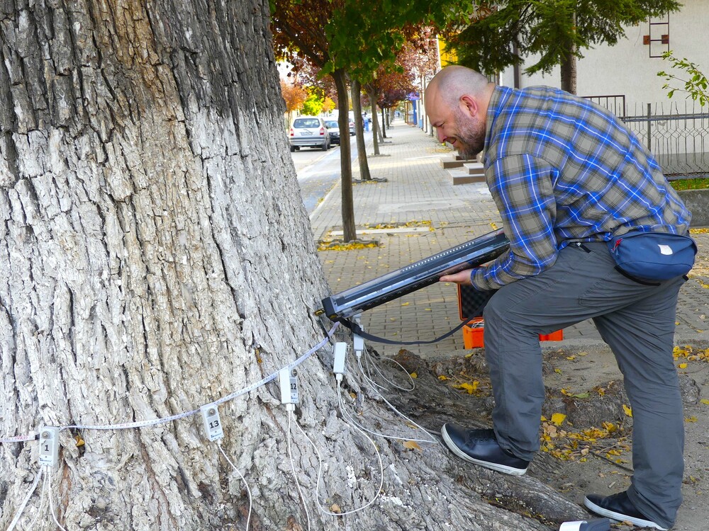 В Нова Загора се извърши обследване на дървета с акцент върху стар бряст на централно кръстовище