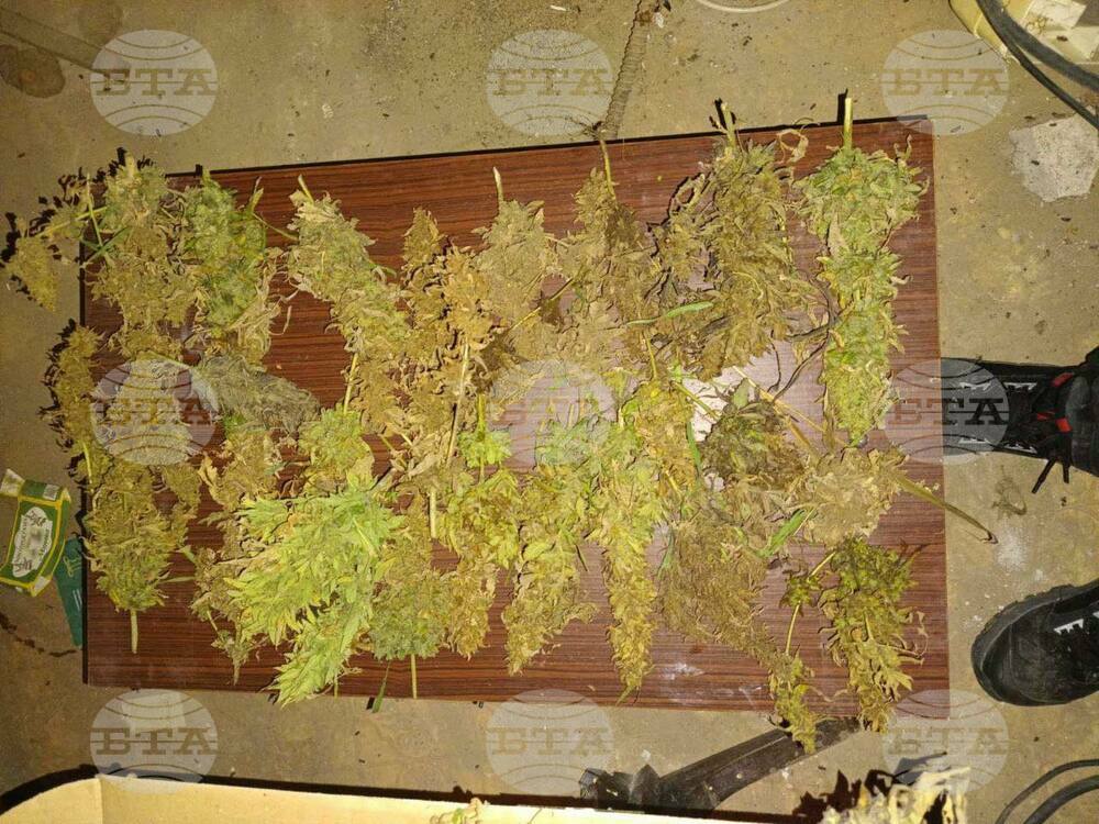 Полицаи откриха 61 растения канабис в къмпинг край Шабла