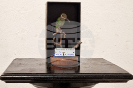 Варна - Юлиан Табаков - „Виждам те“ - изложба