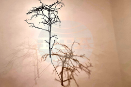 Варна - Юлиан Табаков - „Виждам те“ - изложба