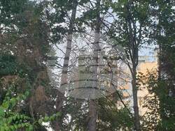 Търговище - изсъхнали дървета - премахване