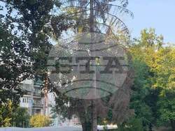 Търговище - изсъхнали дървета - премахване