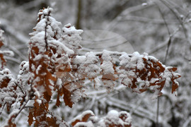Село Голям Поровец - зима - първи сняг