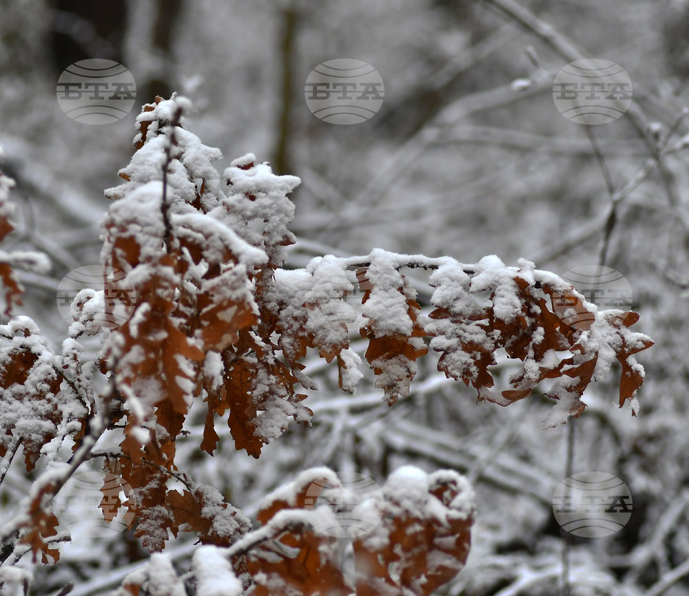Село Голям Поровец - зима - първи сняг