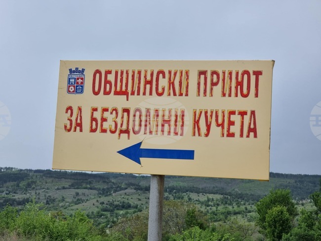 Огнище на болестта гана е констатирано в общинския приют в Кюстендил за безстопанствени кучета
