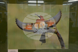 Хасково - „Птиците в България през очите на един поляк“ - изложба 