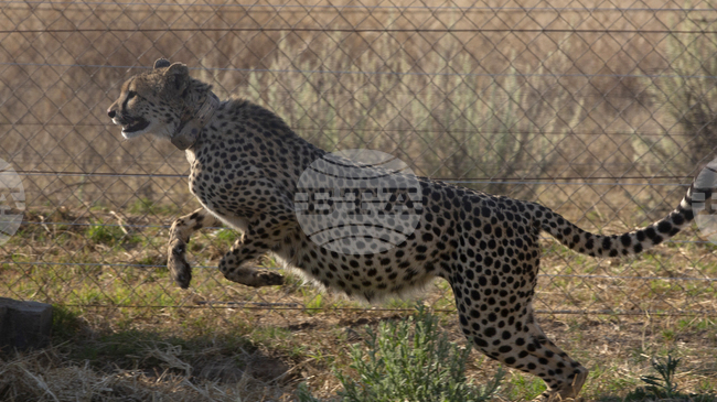 Три бебета гепарди се родиха в Индия 