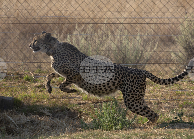 Три бебета гепарди се родиха в Индия 