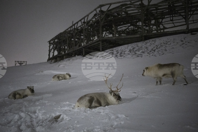 Северните елени във Финландия стават жертва на горещините 