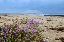 Варна - устие на река Камчия