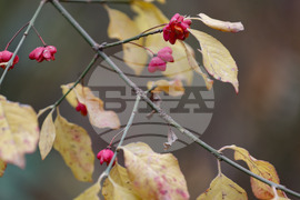 Столица - есен