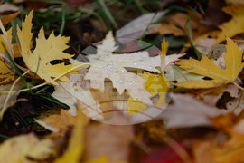 Столица - есен