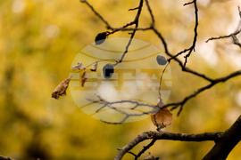 Столица - есен