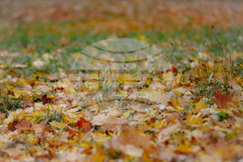 Столица - есен