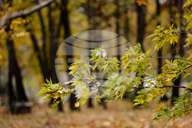 Столица - есен