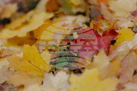 Столица - есен