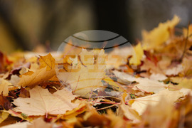 Столица - есен