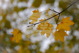 Столица - есен