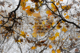 Столица - есен