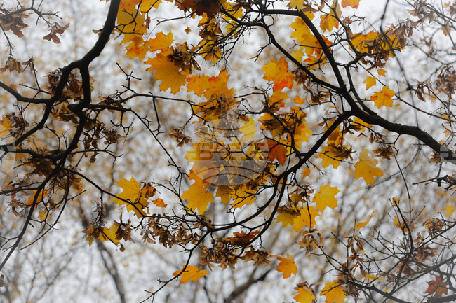 Столица - есен