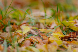 Столица - есен