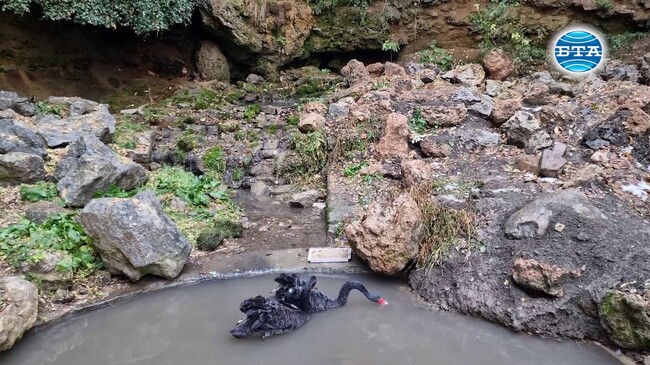 Парк „Бучалото“ в Радомир е напълно обновен, а в езерото плуват двойка черни лебеди