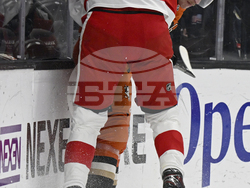 Red Wings Ducks Hockey