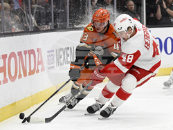 Red Wings Ducks Hockey