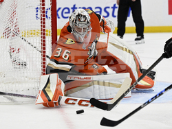 Red Wings Ducks Hockey