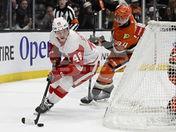 Red Wings Ducks Hockey