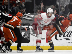 Red Wings Ducks Hockey
