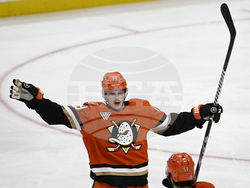 Red Wings Ducks Hockey