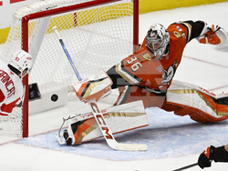 Red Wings Ducks Hockey