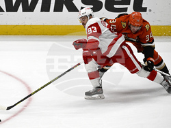 Red Wings Ducks Hockey