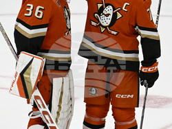 Red Wings Ducks Hockey