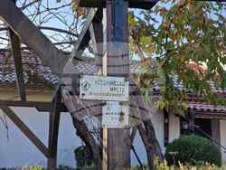  Сега в дънера на старата лоза са се развили две нови стъбла, които активно плодоносят