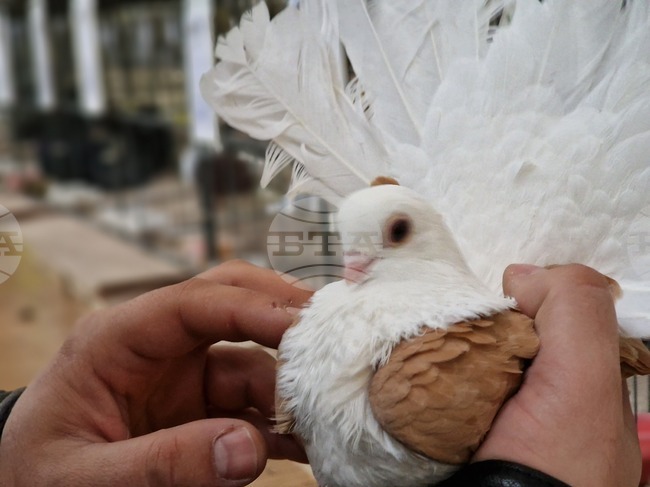 Над триста гълъба показаха на изложение в Перник