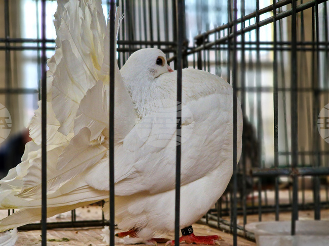 Перник - изложба - гълъби