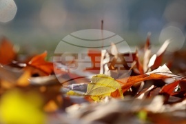 Есен - ежедневие