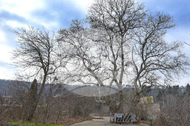 Варна - Вековен чинар