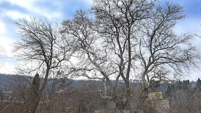 Планинар от Турция случайно откри огромен чинар, който според експерти може да е на над 2000 години 